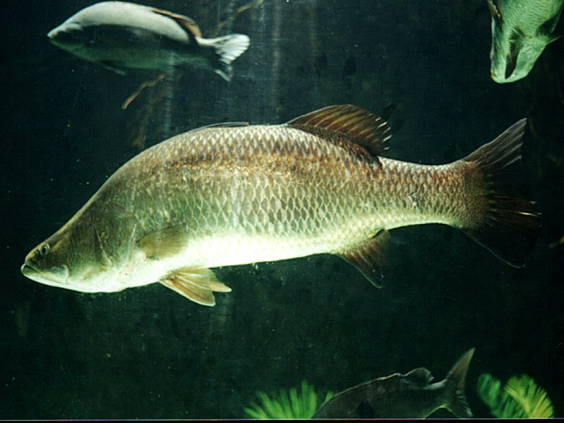 Detail Gambar Ikan Barramundi Mata Merah Nomer 16