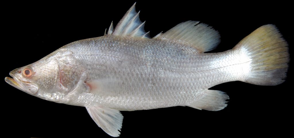 Download Gambar Ikan Barramundi Mata Merah Nomer 20