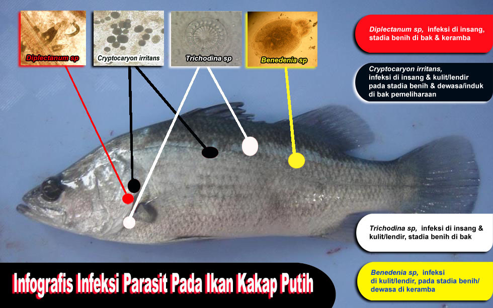 Detail Gambar Ikan Barramundi Mata Merah Nomer 21