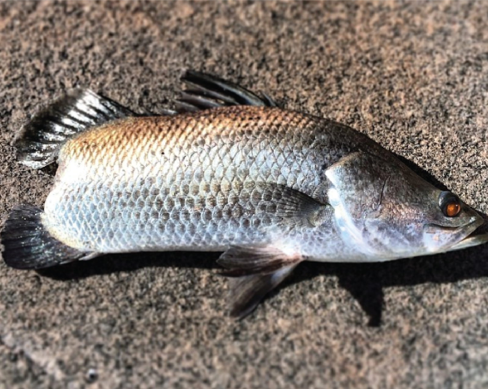 Detail Gambar Ikan Barramundi Mata Merah Nomer 4