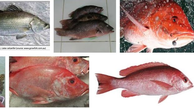 Detail Gambar Ikan Barramundi Mata Merah Nomer 25