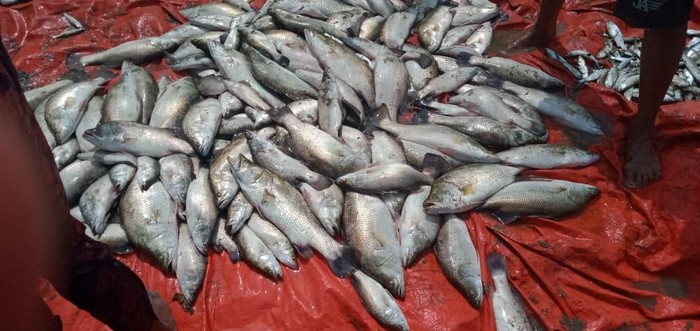 Detail Gambar Ikan Barramundi Mata Merah Nomer 28