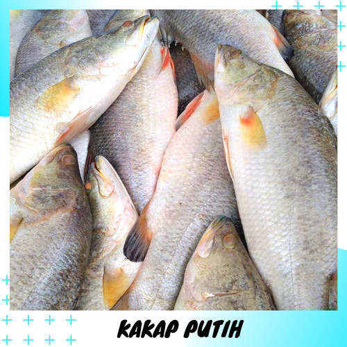 Detail Gambar Ikan Barramundi Mata Merah Nomer 30