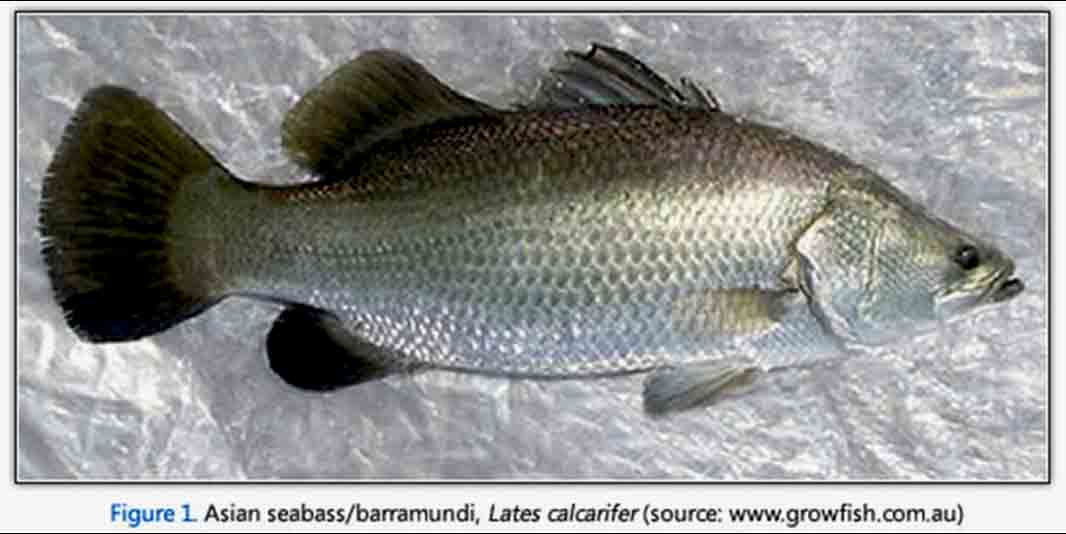 Detail Gambar Ikan Barramundi Mata Merah Nomer 32