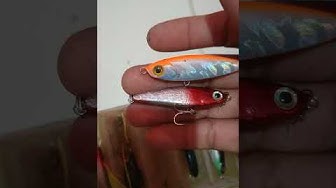 Detail Gambar Ikan Barramundi Mata Merah Nomer 46