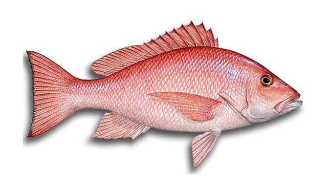 Detail Gambar Ikan Barramundi Mata Merah Nomer 47