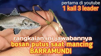 Detail Gambar Ikan Barramundi Mata Merah Nomer 48