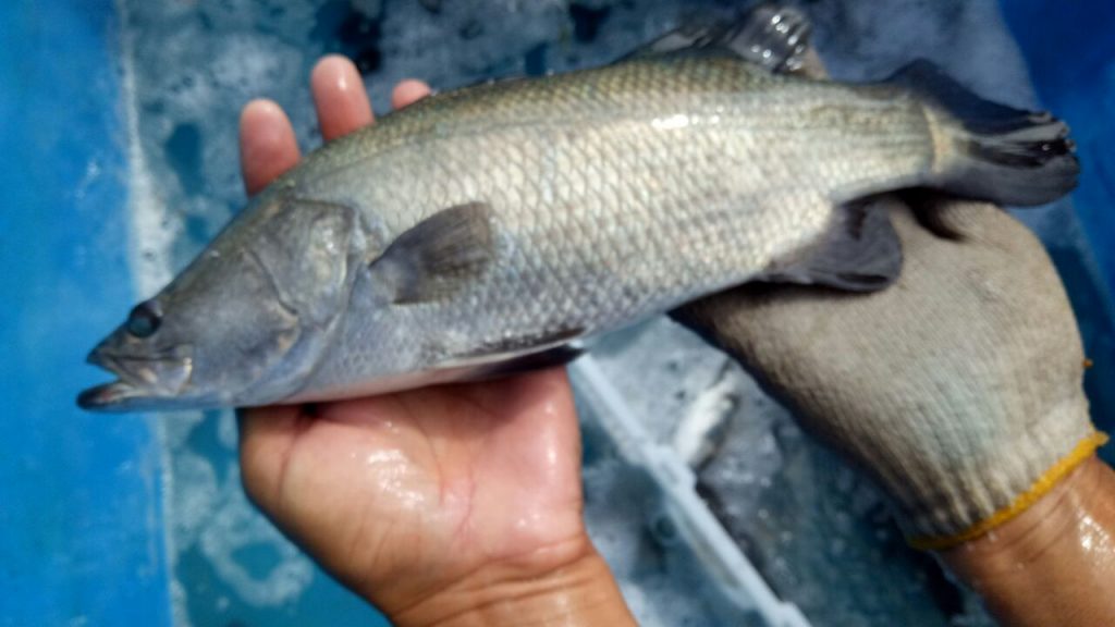 Detail Gambar Ikan Barramundi Mata Merah Nomer 7