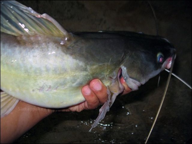 Detail Gambar Ikan Baung Nomer 25