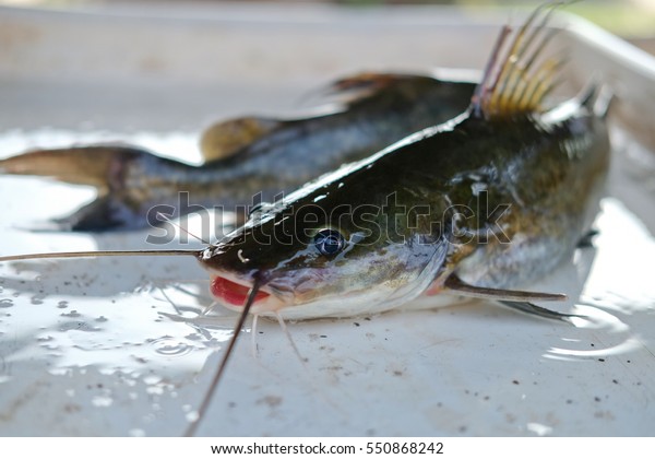 Detail Gambar Ikan Baung Nomer 27