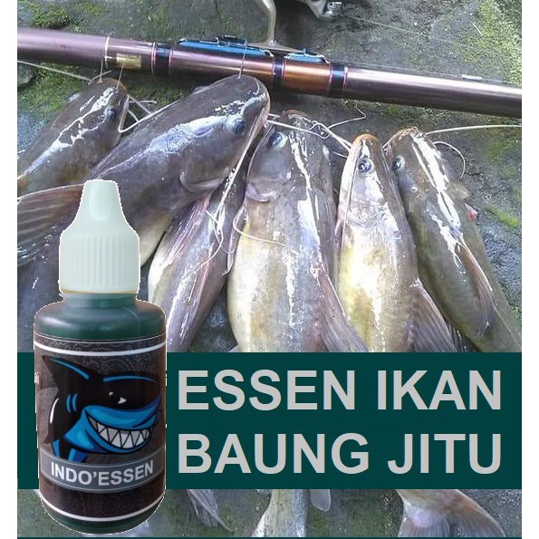 Detail Gambar Ikan Baung Nomer 44