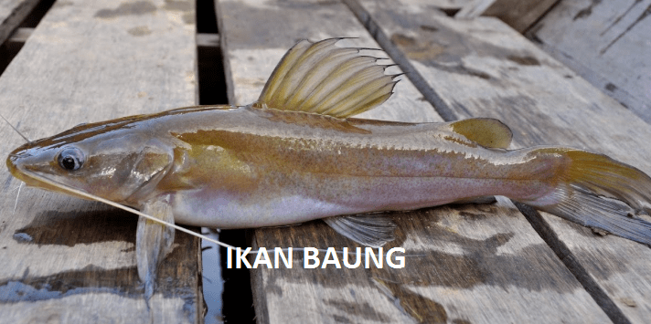 Gambar Ikan Baung Mystus Nemurus - KibrisPDR