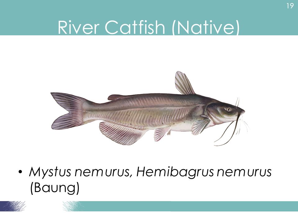 Detail Gambar Ikan Baung Mystus Nemurus Nomer 13