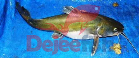 Detail Gambar Ikan Baung Putih Nomer 28