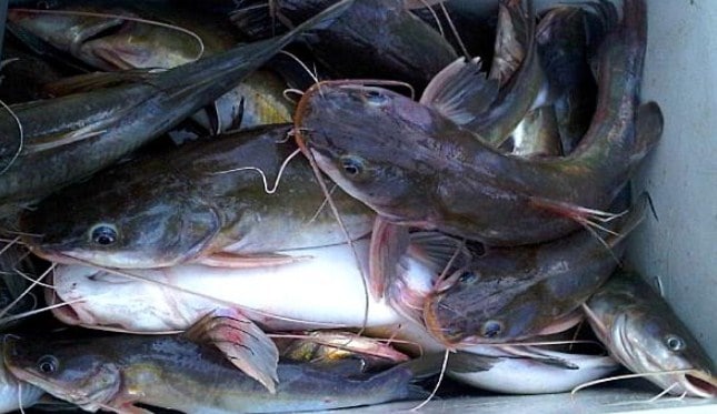 Detail Gambar Ikan Baung Putih Nomer 40