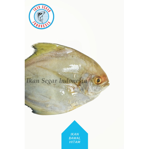 Detail Gambar Ikan Bawal Laut Nomer 42