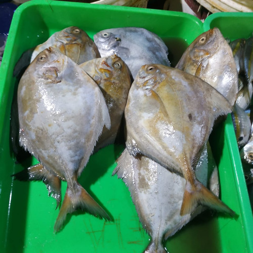 Detail Gambar Ikan Bawal Laut Nomer 44