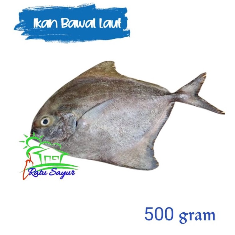 Detail Gambar Ikan Bawal Laut Nomer 55