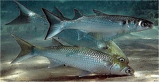 Detail Gambar Ikan Belanak Nomer 12