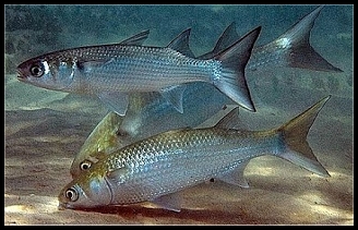 Detail Gambar Ikan Belanak Nomer 18