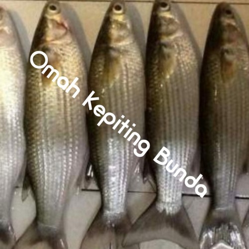 Detail Gambar Ikan Belanak Nomer 35