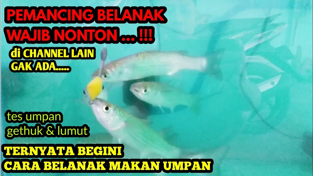 Detail Gambar Ikan Belanak Nomer 54