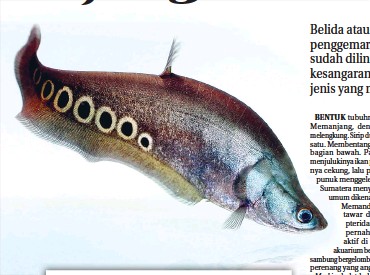 Detail Gambar Ikan Belida Nomer 51