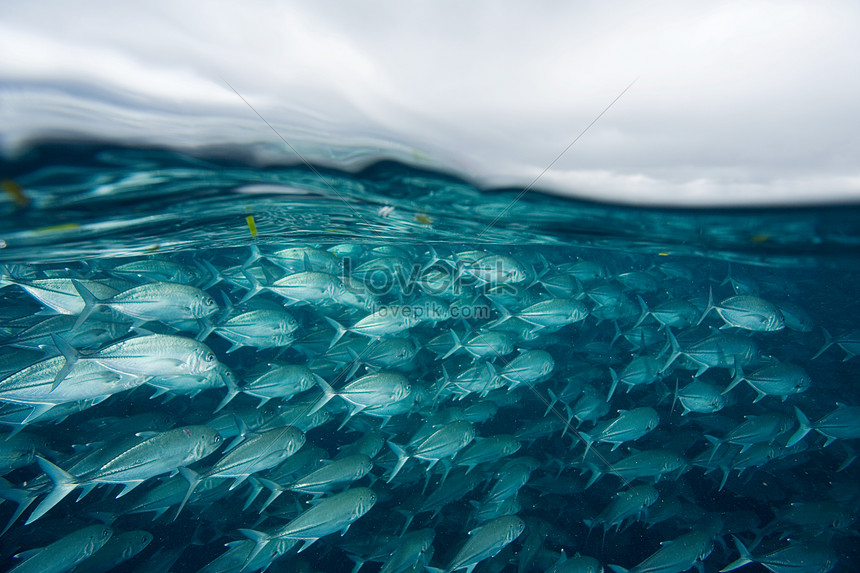 Detail Gambar Ikan Berenang Nomer 47