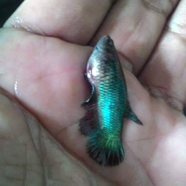 Detail Gambar Ikan Bertelur Nomer 33