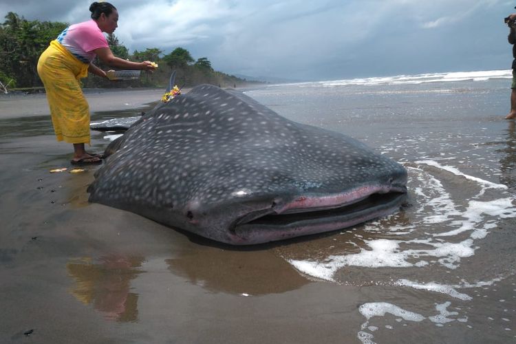 Detail Gambar Ikan Besar Di Laut Nomer 11