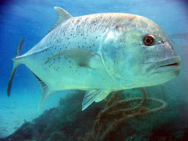 Detail Gambar Ikan Besar Di Laut Nomer 3