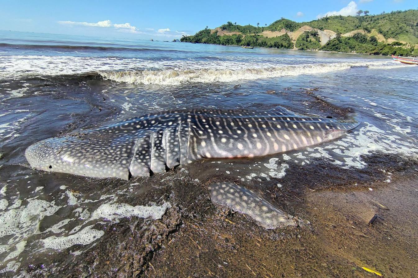 Detail Gambar Ikan Besar Di Laut Nomer 25