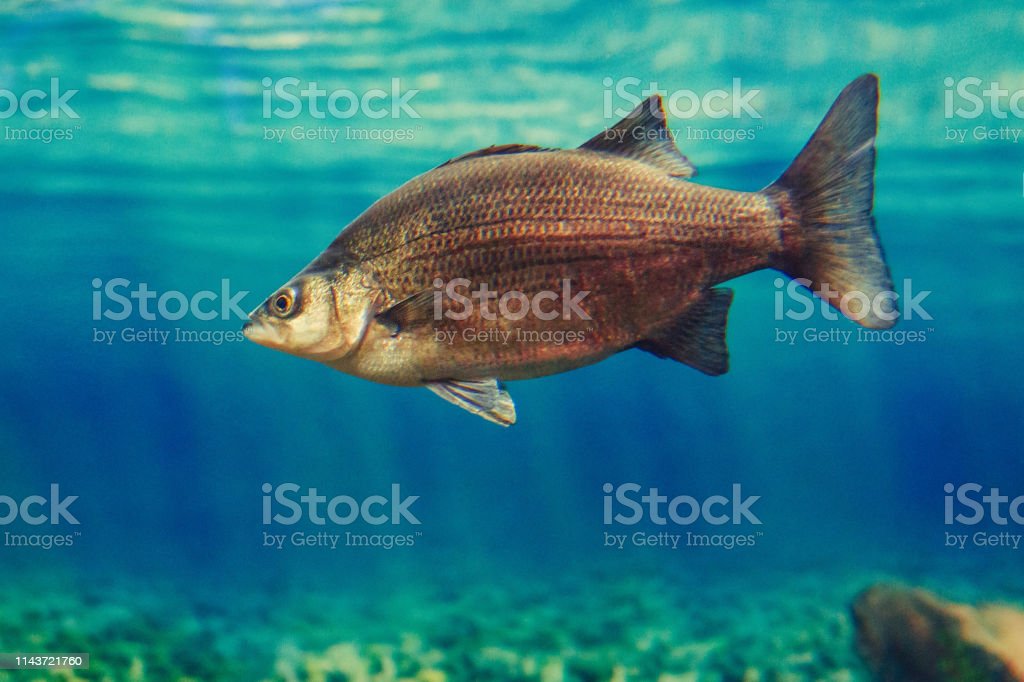 Detail Gambar Ikan Besar Di Laut Nomer 38