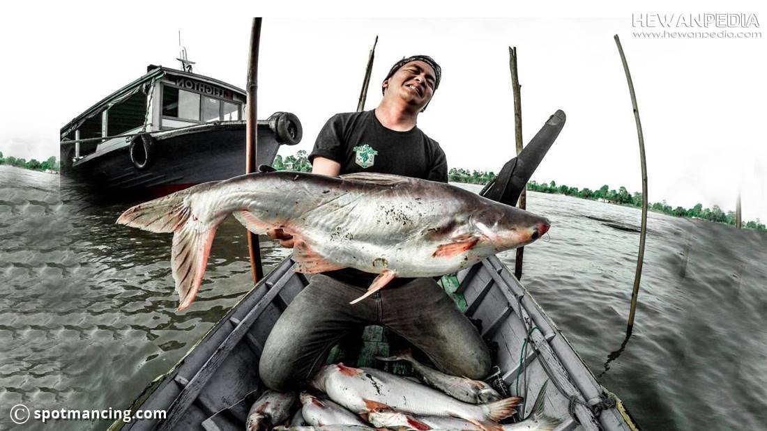 Detail Gambar Ikan Besar Di Laut Nomer 42