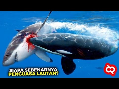 Detail Gambar Ikan Besar Di Laut Nomer 6