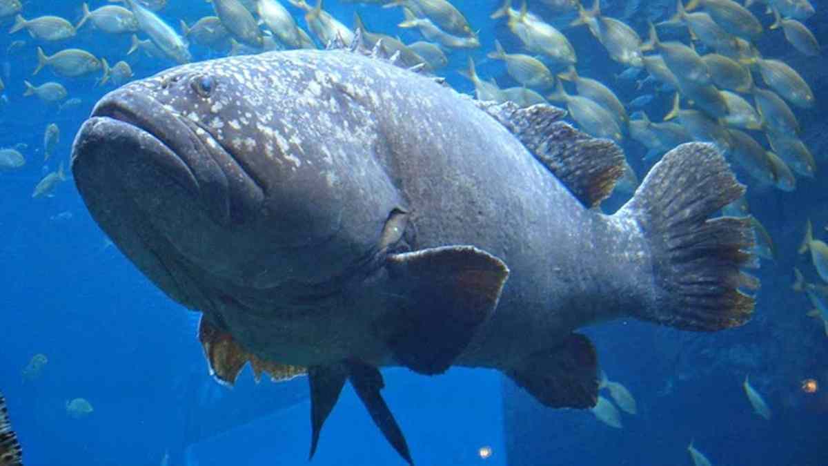 Detail Gambar Ikan Besar Di Laut Nomer 9