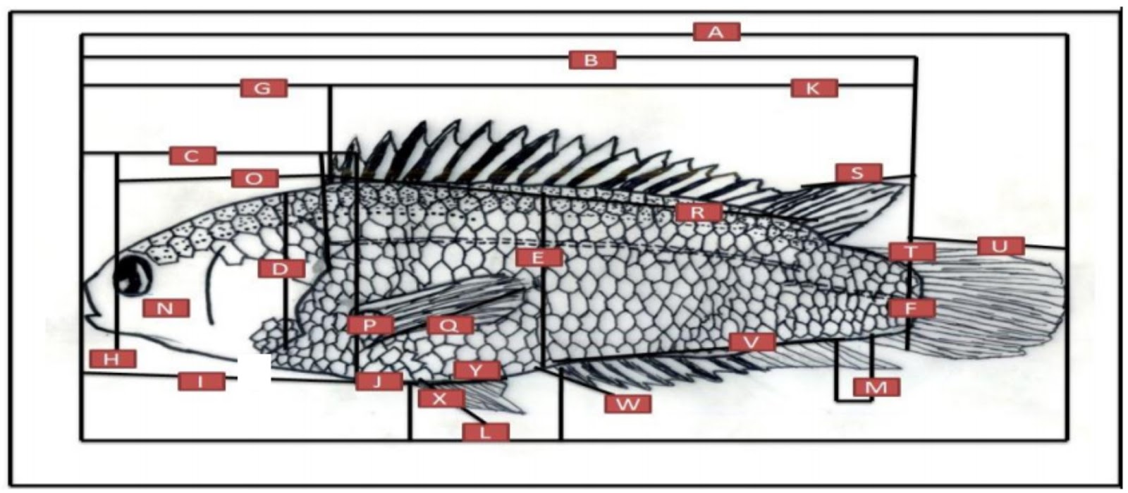 Detail Gambar Ikan Betok Nomer 34