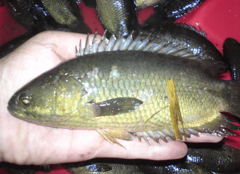 Detail Gambar Ikan Betok Nomer 8