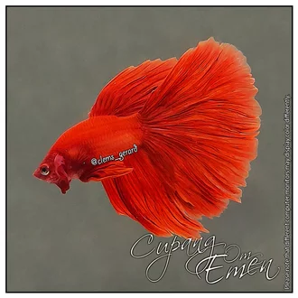 Detail Gambar Ikan Betta Nomer 42