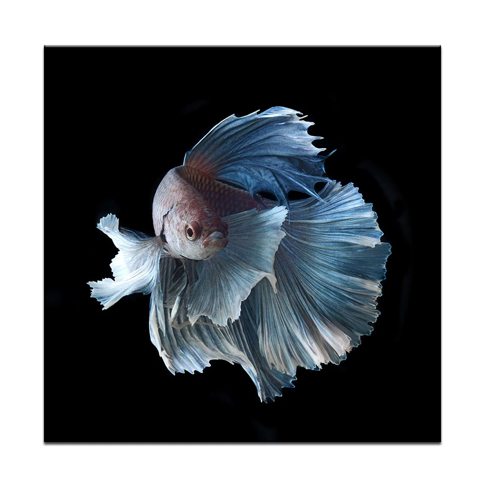 Detail Gambar Ikan Betta Nomer 51