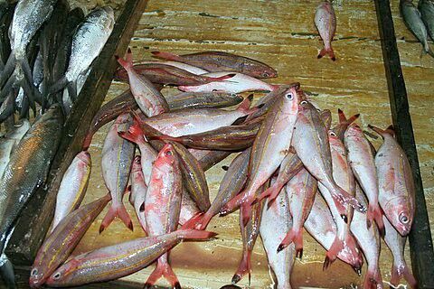 Detail Gambar Ikan Biji Nangka Nomer 2