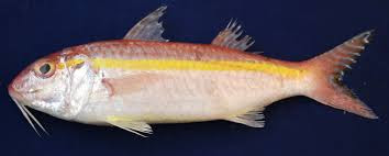 Detail Gambar Ikan Biji Nangka Nomer 11