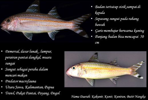 Detail Gambar Ikan Biji Nangka Nomer 14