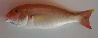 Detail Gambar Ikan Biji Nangka Nomer 18