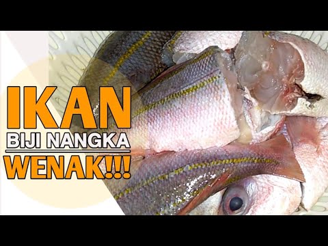 Detail Gambar Ikan Biji Nangka Nomer 20