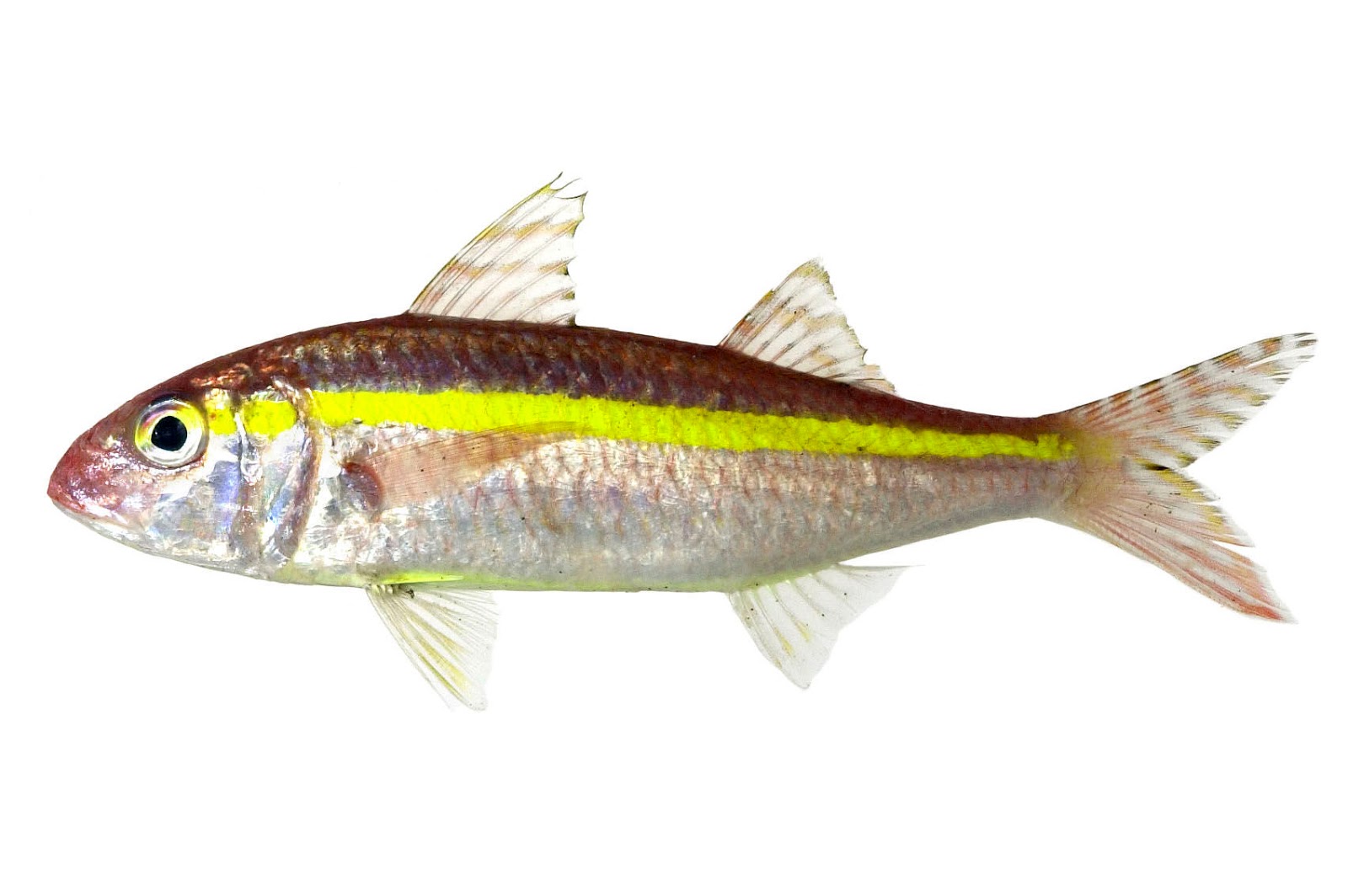 Detail Gambar Ikan Biji Nangka Nomer 21