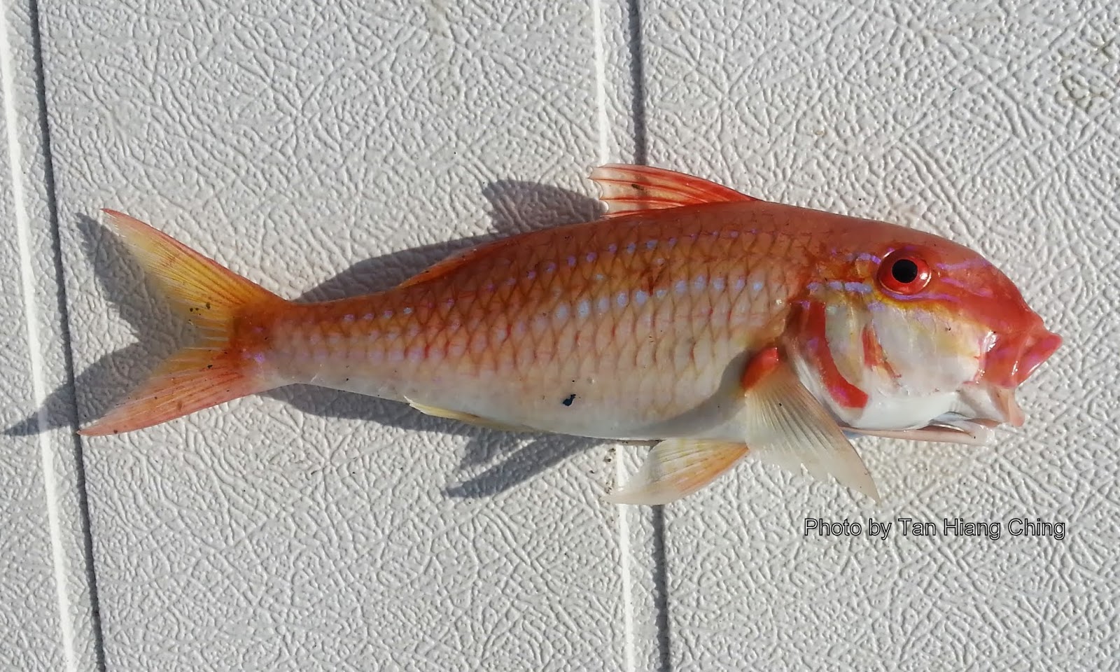 Detail Gambar Ikan Biji Nangka Nomer 25