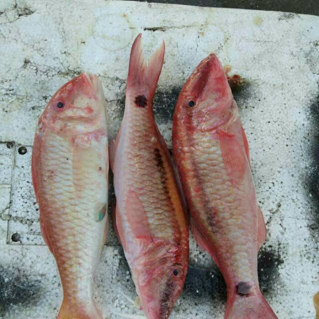 Detail Gambar Ikan Biji Nangka Nomer 26