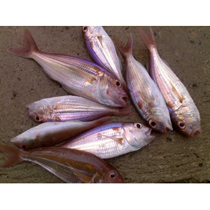 Detail Gambar Ikan Biji Nangka Nomer 27