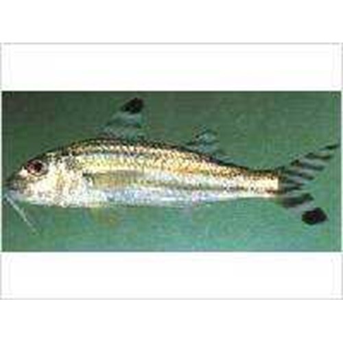 Detail Gambar Ikan Biji Nangka Nomer 28